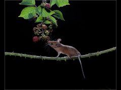 Vince Scriven-Woodmouse on bramble-Commended.jpg